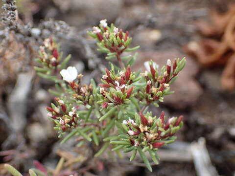 Image of Frankenia capitata Webb & Berthel.