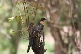 Imagem de Clamator glandarius (Linnaeus 1758)