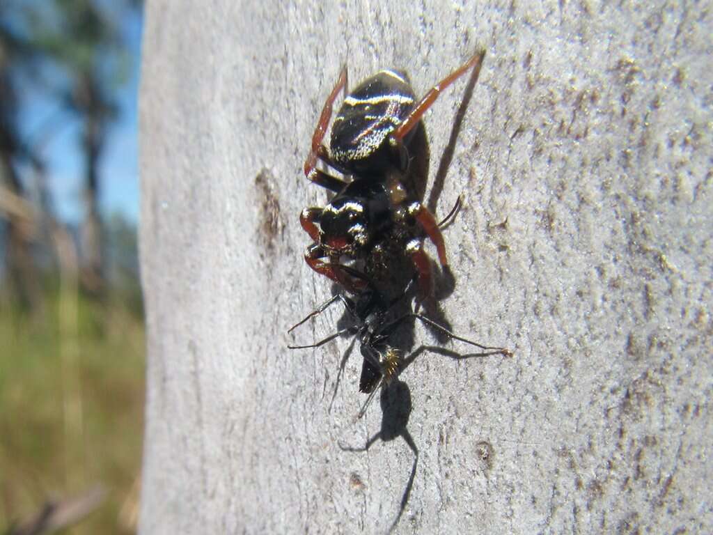 Image of Zenodorus metallescens (L. Koch 1879)