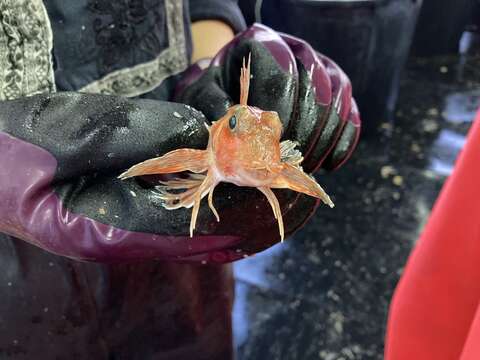 Image of Large scaled gurnard