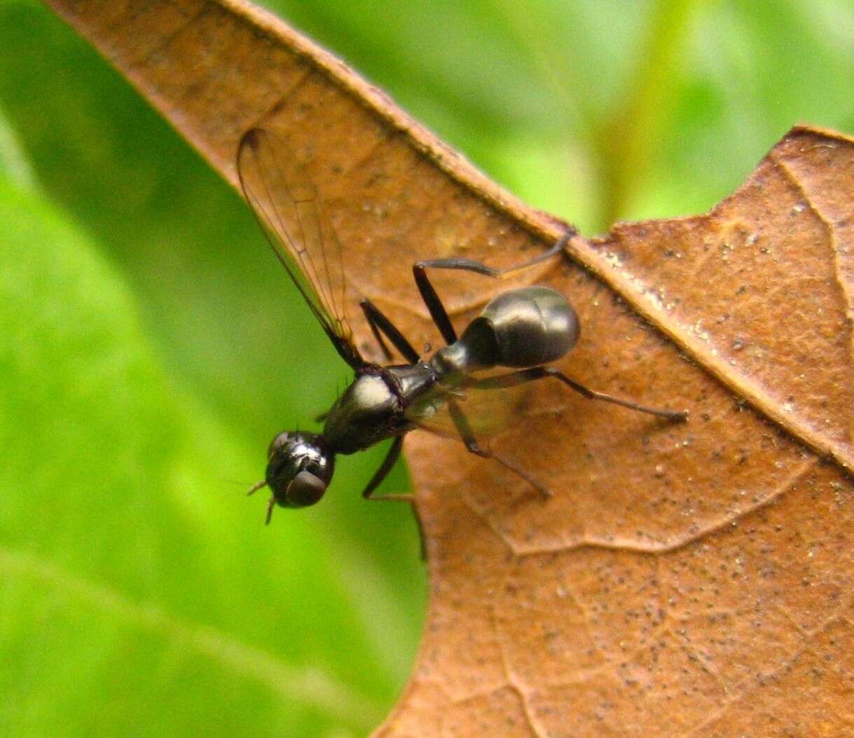 Image of Myrmecothea