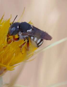 Image de Pseudoanthidium reticulatum (Mocsáry 1884)