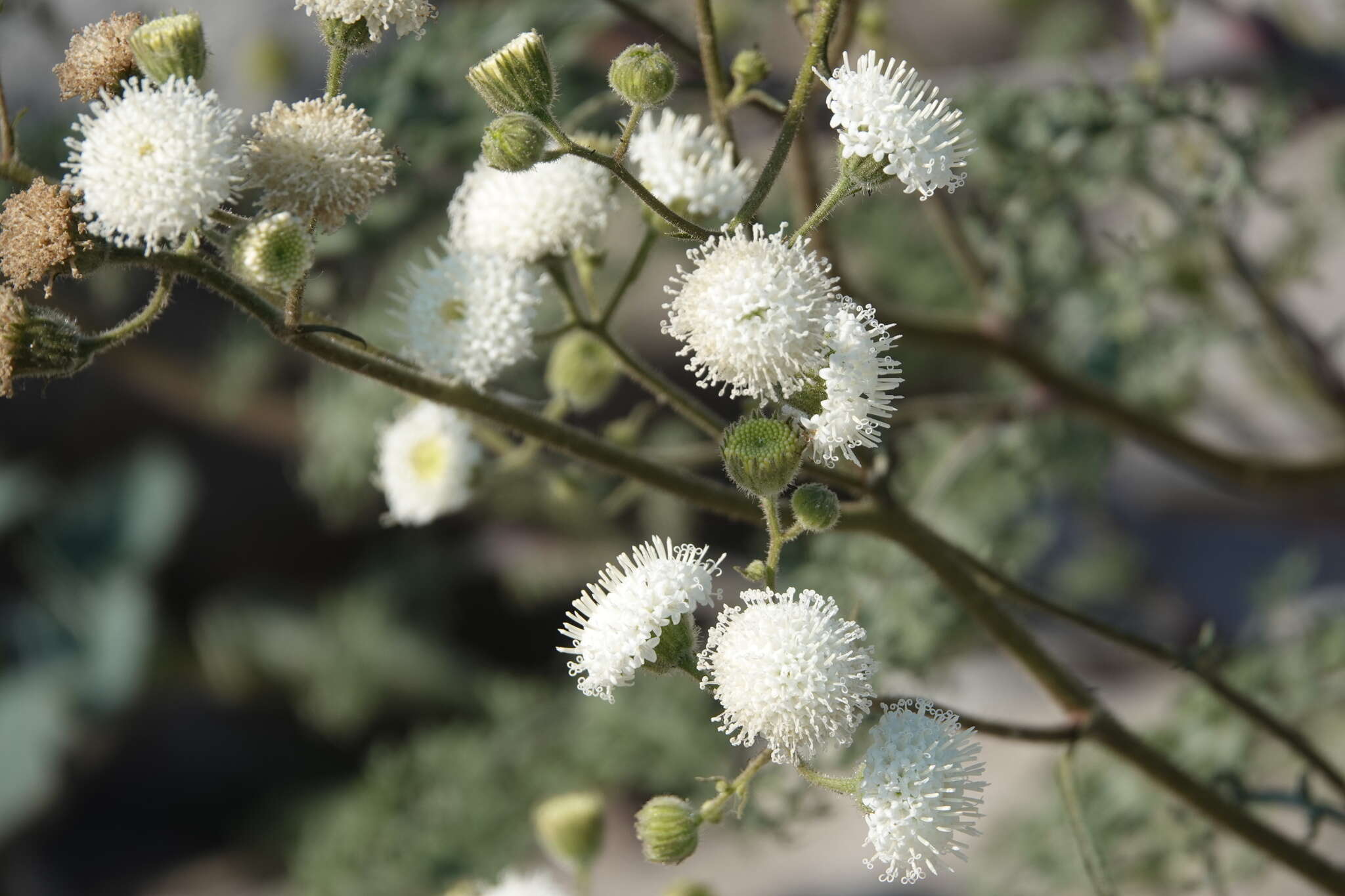 Sivun Chaenactis artemisiifolia (Harvey & A. Gray) A. Gray kuva