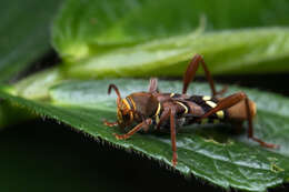 Image of Cyrtoclytus kusamai Niisato 1988