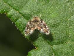 Image of Clytocerus splendidus Jezek 2007