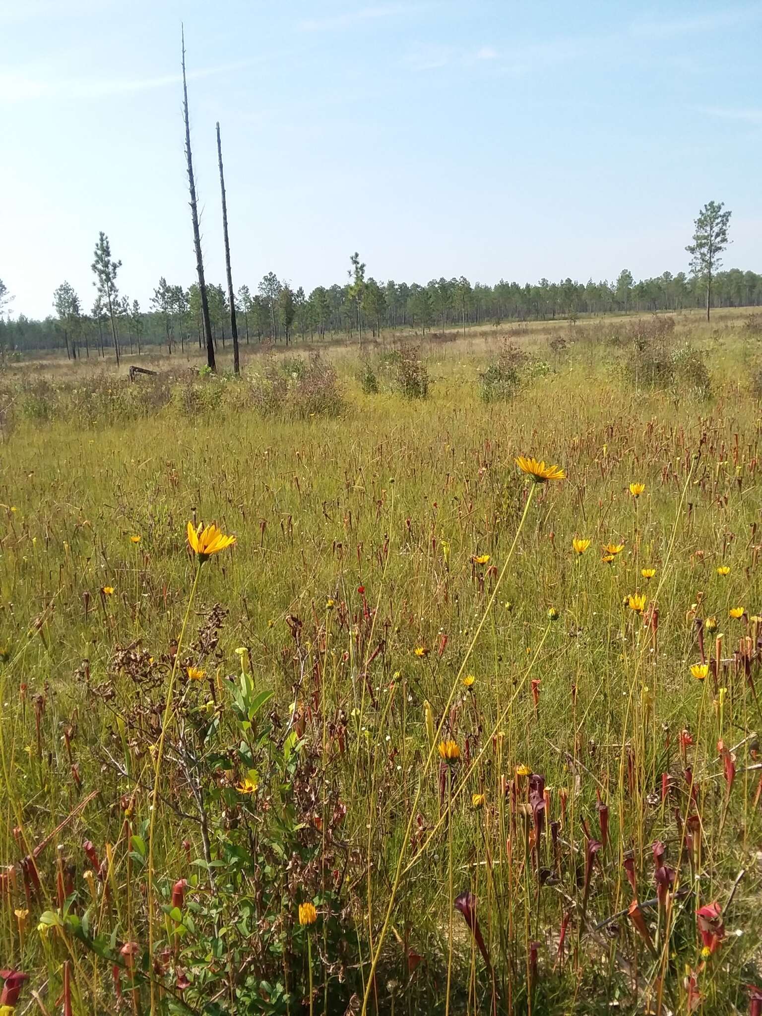 Sivun Helianthus heterophyllus Nutt. kuva