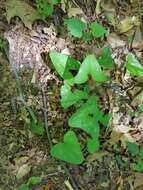 Image of Hexastylis arifolia var. arifolia