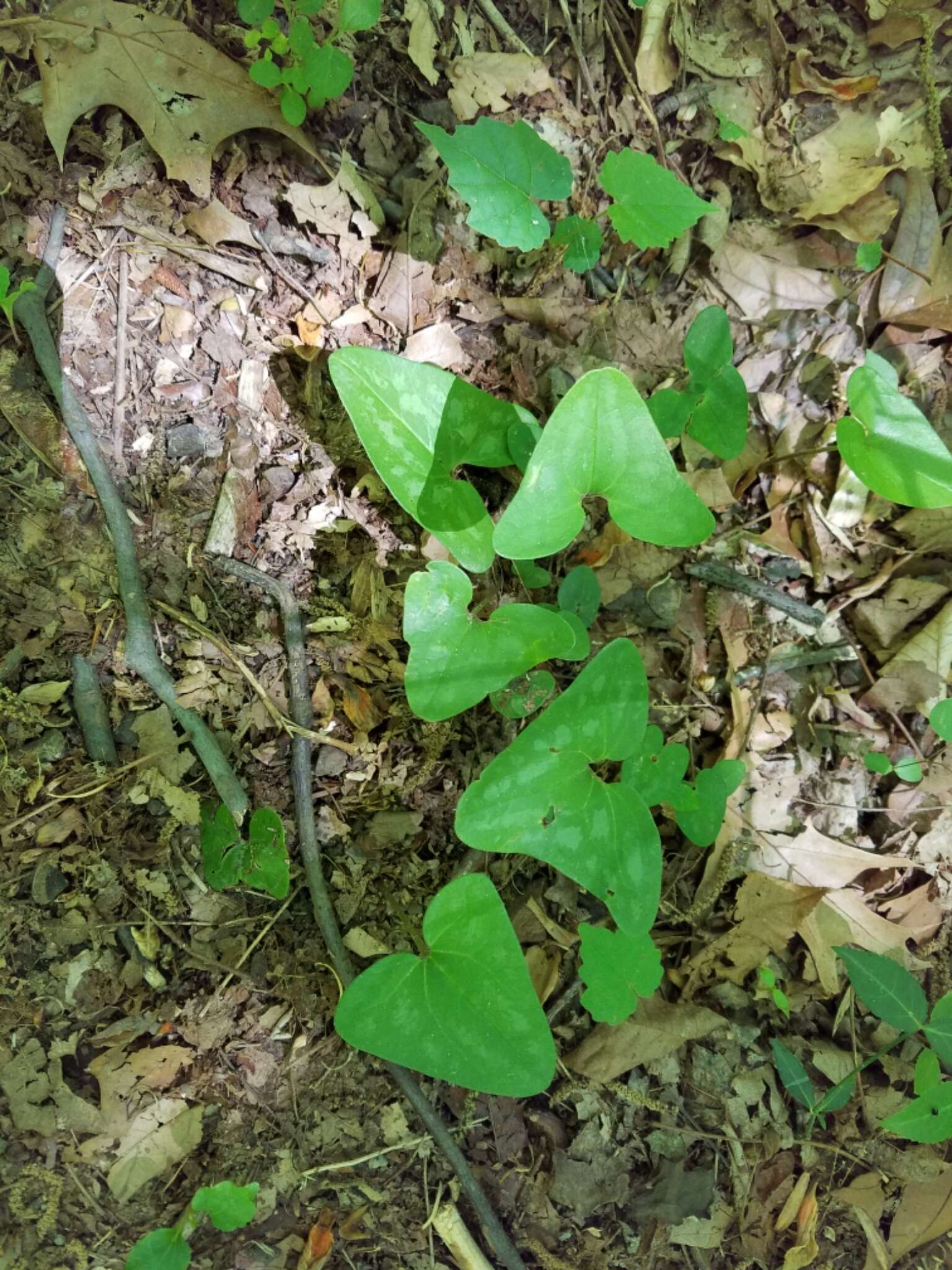 Image of Hexastylis arifolia var. arifolia