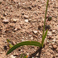 Image of Ixia marginifolia G. J. Lewis