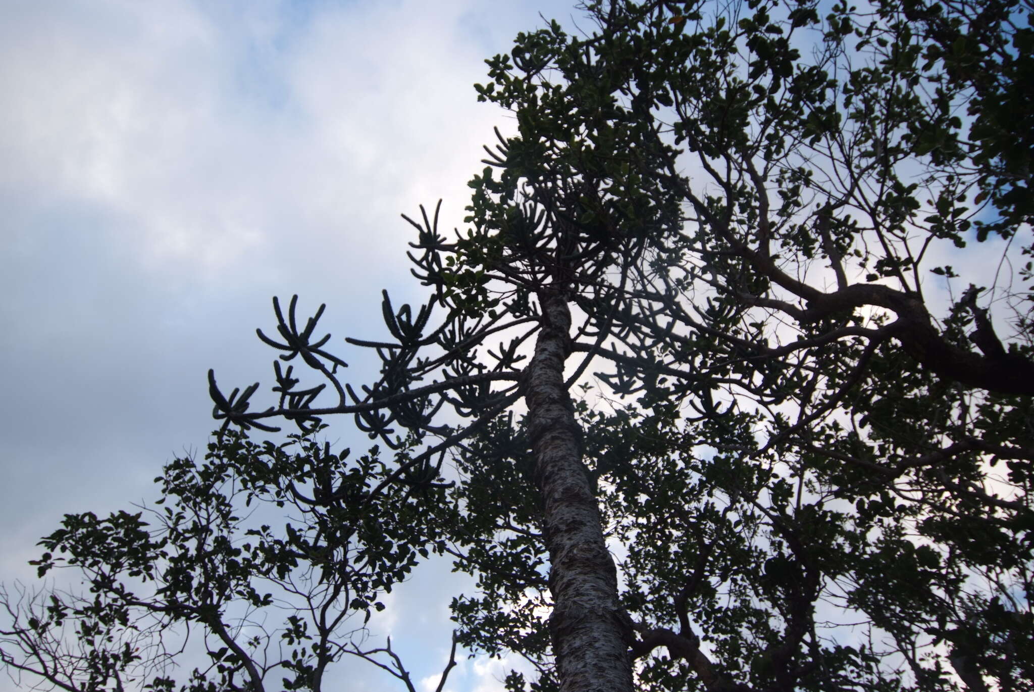 Image of Rule araucaria