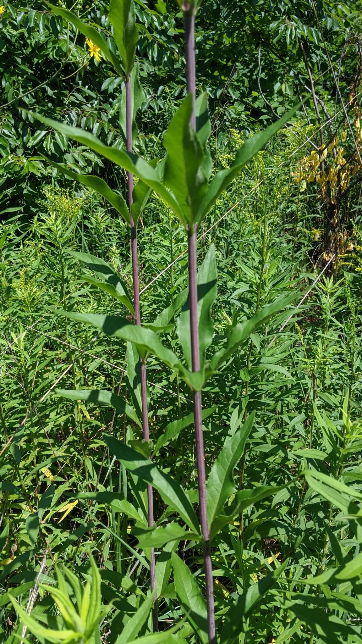 Image of whorled rosinweed