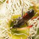 Слика од Lasioglossum altichum (Smith 1853)