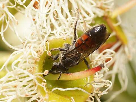 Plancia ëd Lasioglossum altichum (Smith 1853)