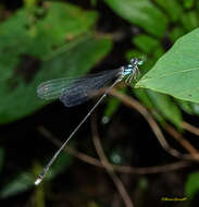 Imagem de Coeliccia bimaculata Laidlaw 1914