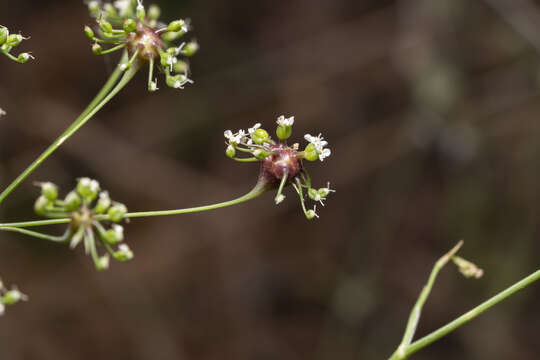 Image of Scaligeria napiformis (Willd. ex Spreng.) Grande