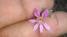 Image of Sticky Waxweed