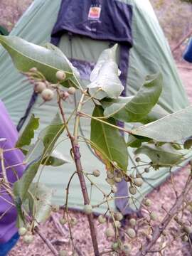 Image of Macaranga macropoda Baker