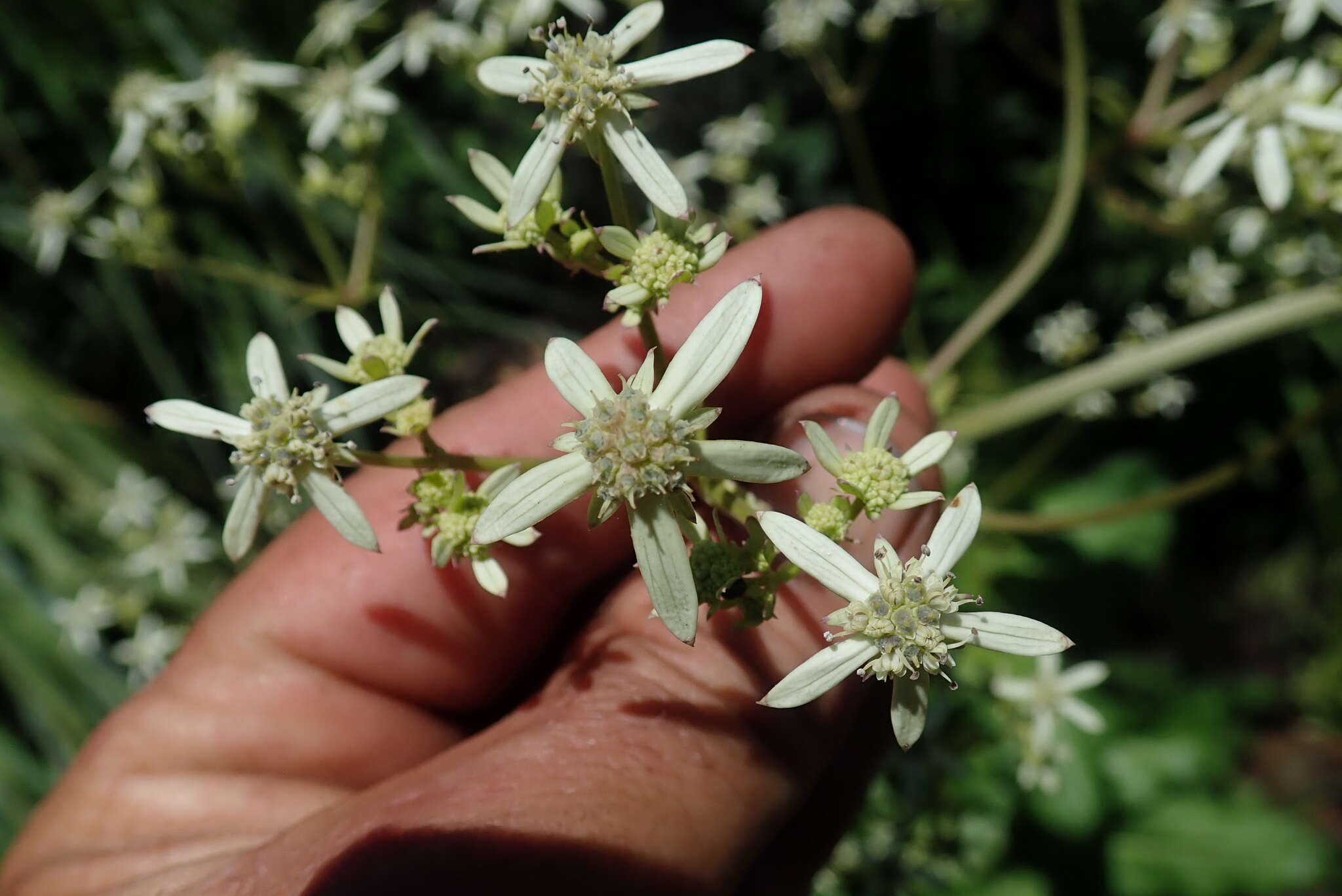 Imagem de Alepidea cordifolia