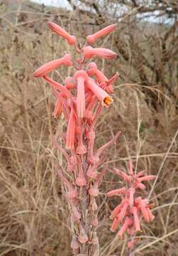 Image of Aloe greatheadii Schönland