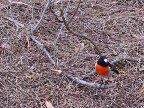 Image of Scarlet Robin