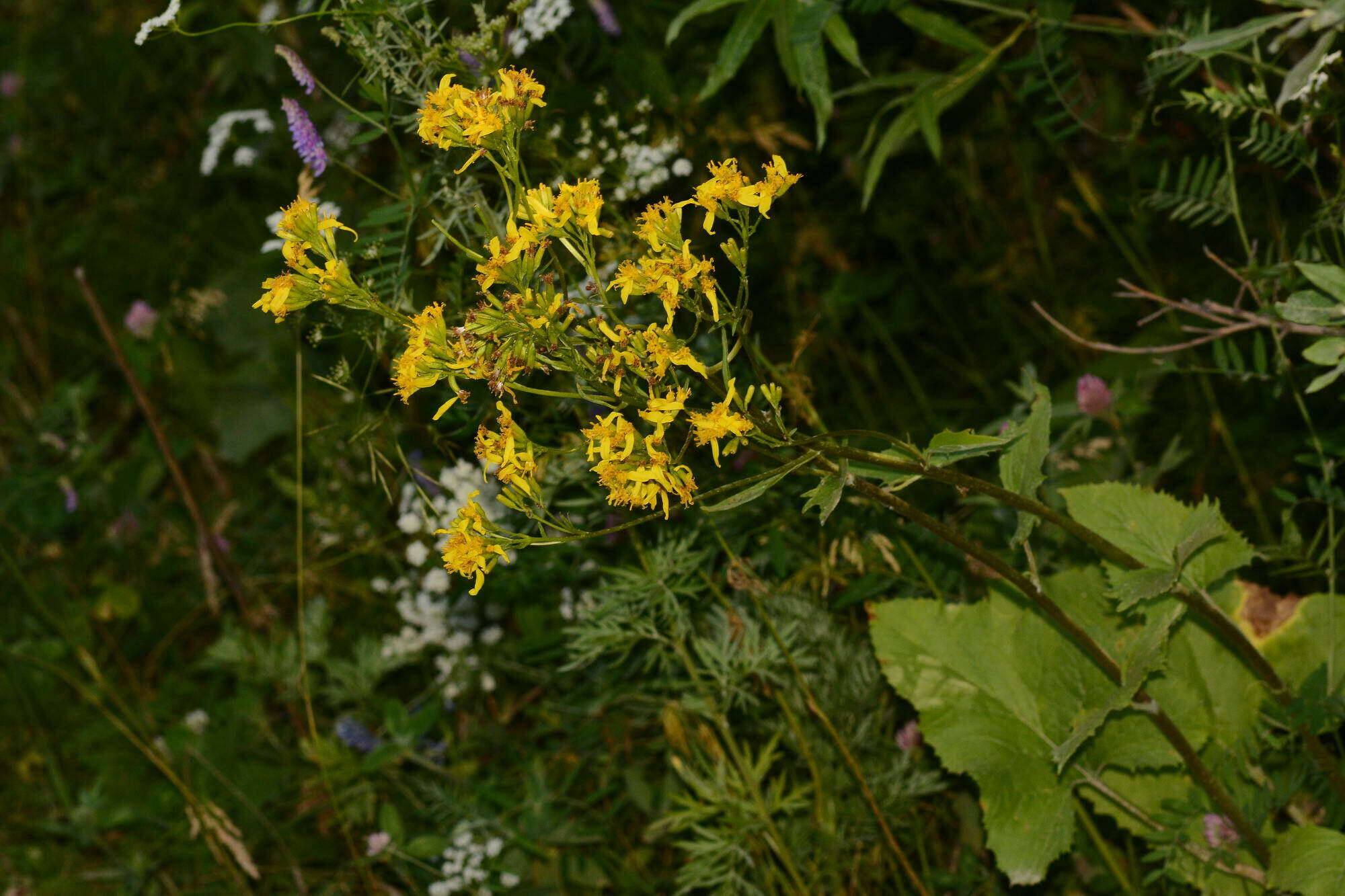 Image of Ligularia thomsonii (C. B. Cl.) Pojark.