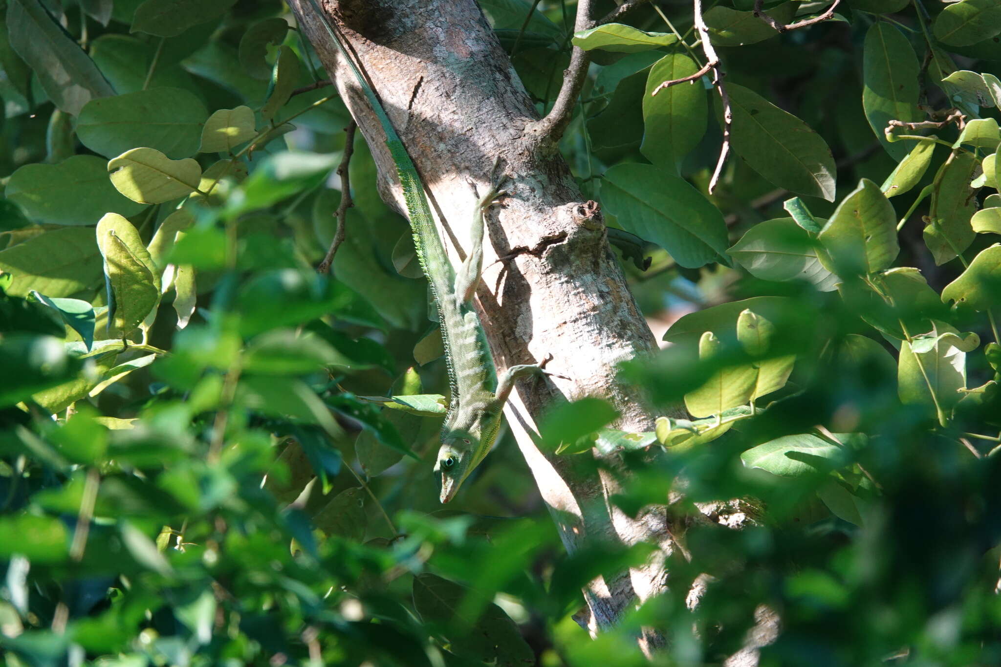 Image of Jamaican giant anole