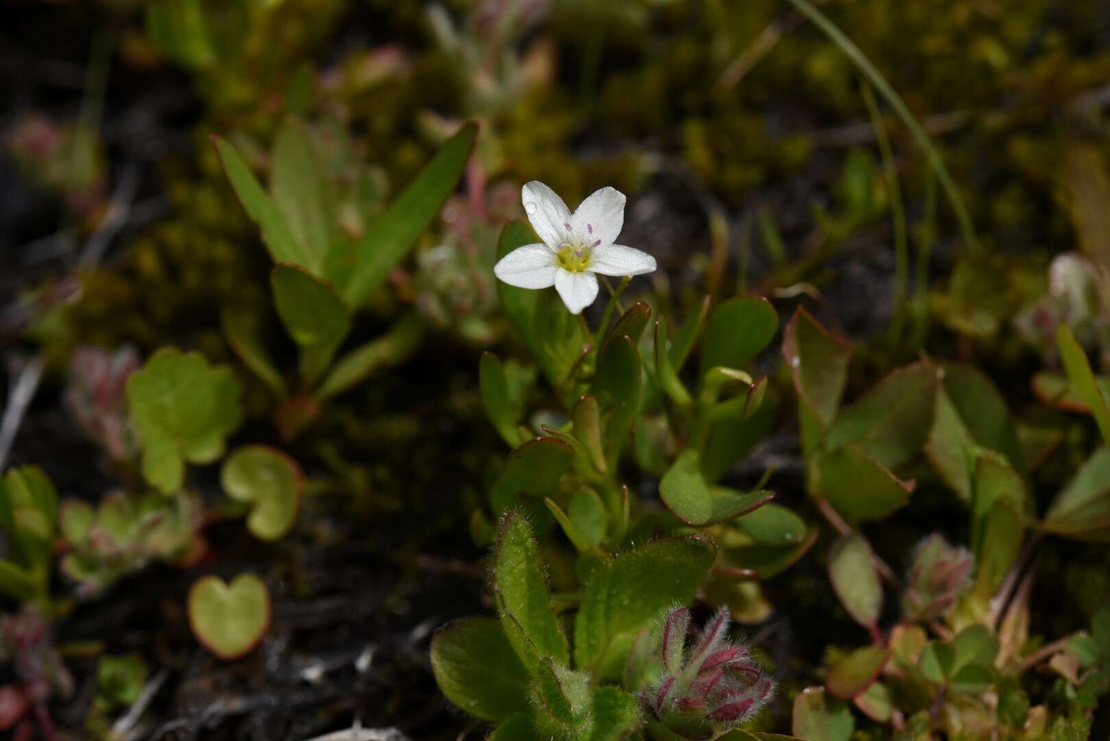 Image of water minerslettuce