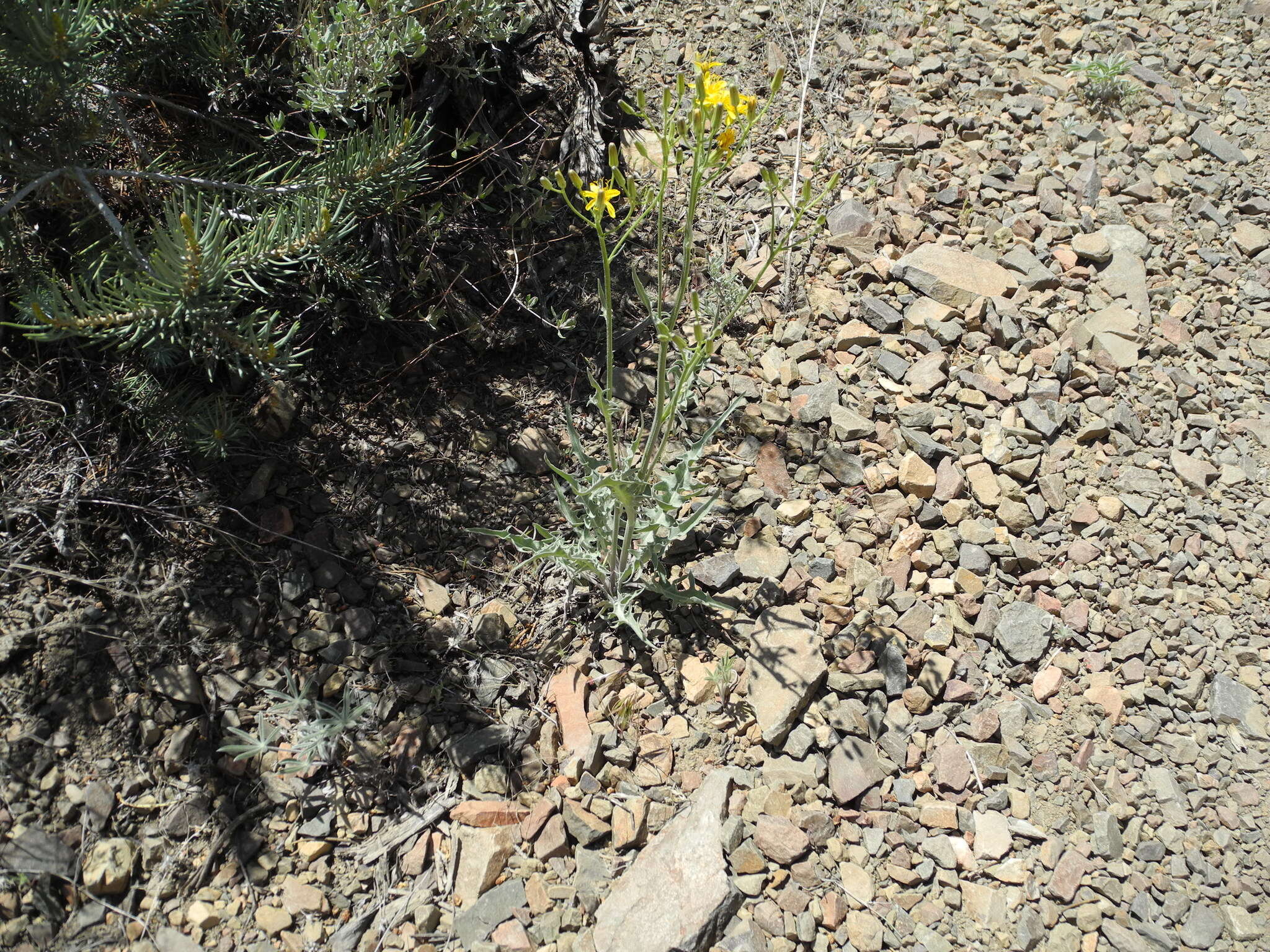 Image of limestone hawksbeard