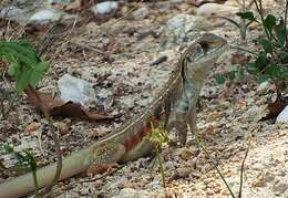 Image of Common Butterfly Lizard