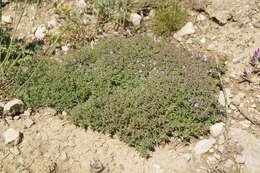 صورة Thymus callieri Borbás ex Velen.