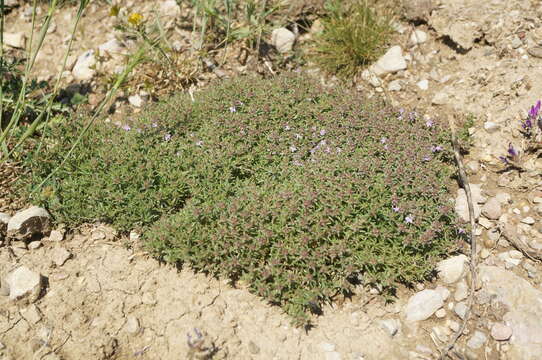 صورة Thymus callieri Borbás ex Velen.