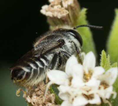 Image de Megachile pusilla Pérez 1884