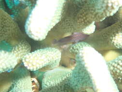 Image of Hawaiian orbicular velvetfish