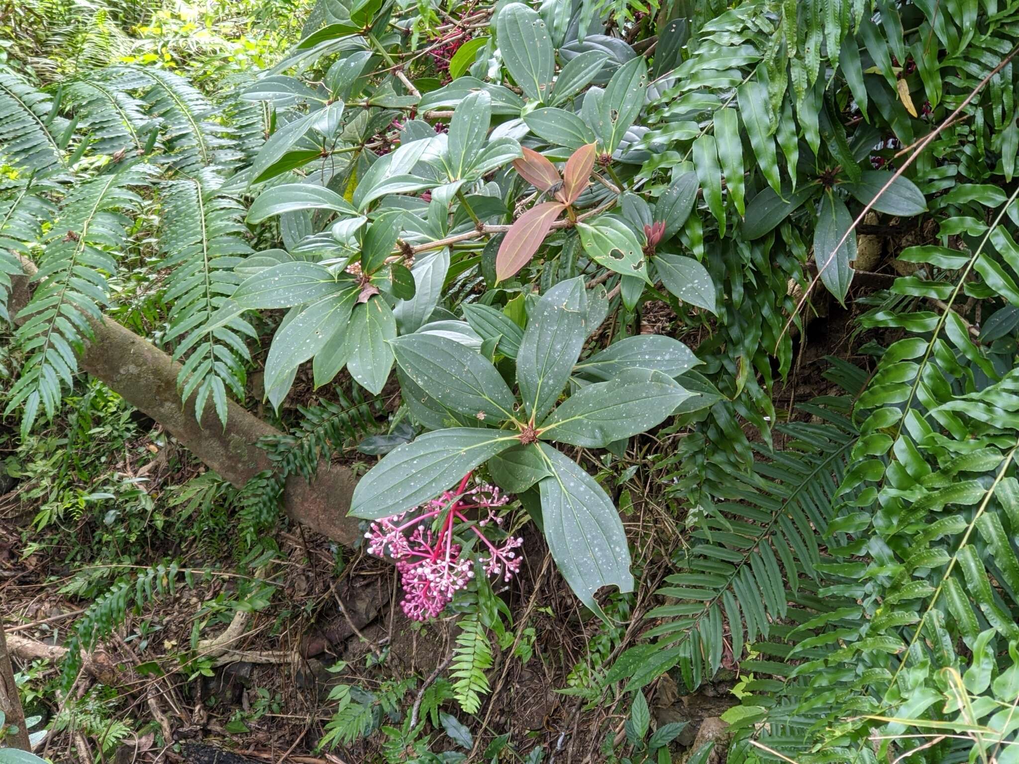 Слика од Medinilla formosana Hayata