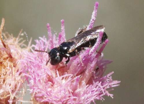 Image of Cockerell's Ceratina