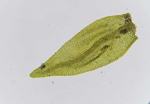 Image of brook-side feather-moss