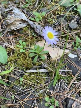 Image of entireleaf western daisy