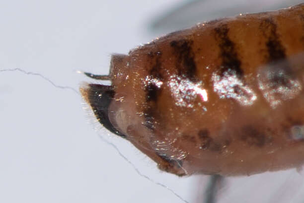 Image of <i>Nematus umbratus</i>