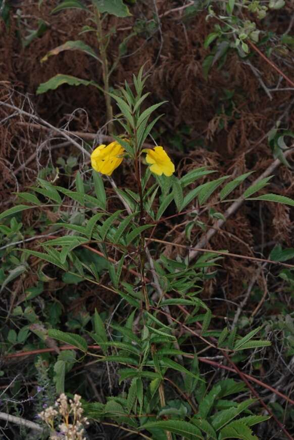 Image of Yellow bells