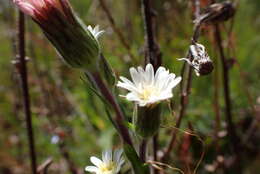 Image of Noticastrum macbridei Cuatrec.