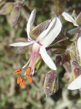 Image of Pelargonium laxum (Sweet) G. Don