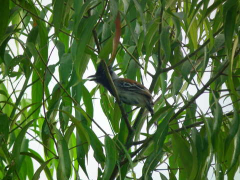 Image of Sakesphorus canadensis pulchellus (Cabanis & Heine 1860)