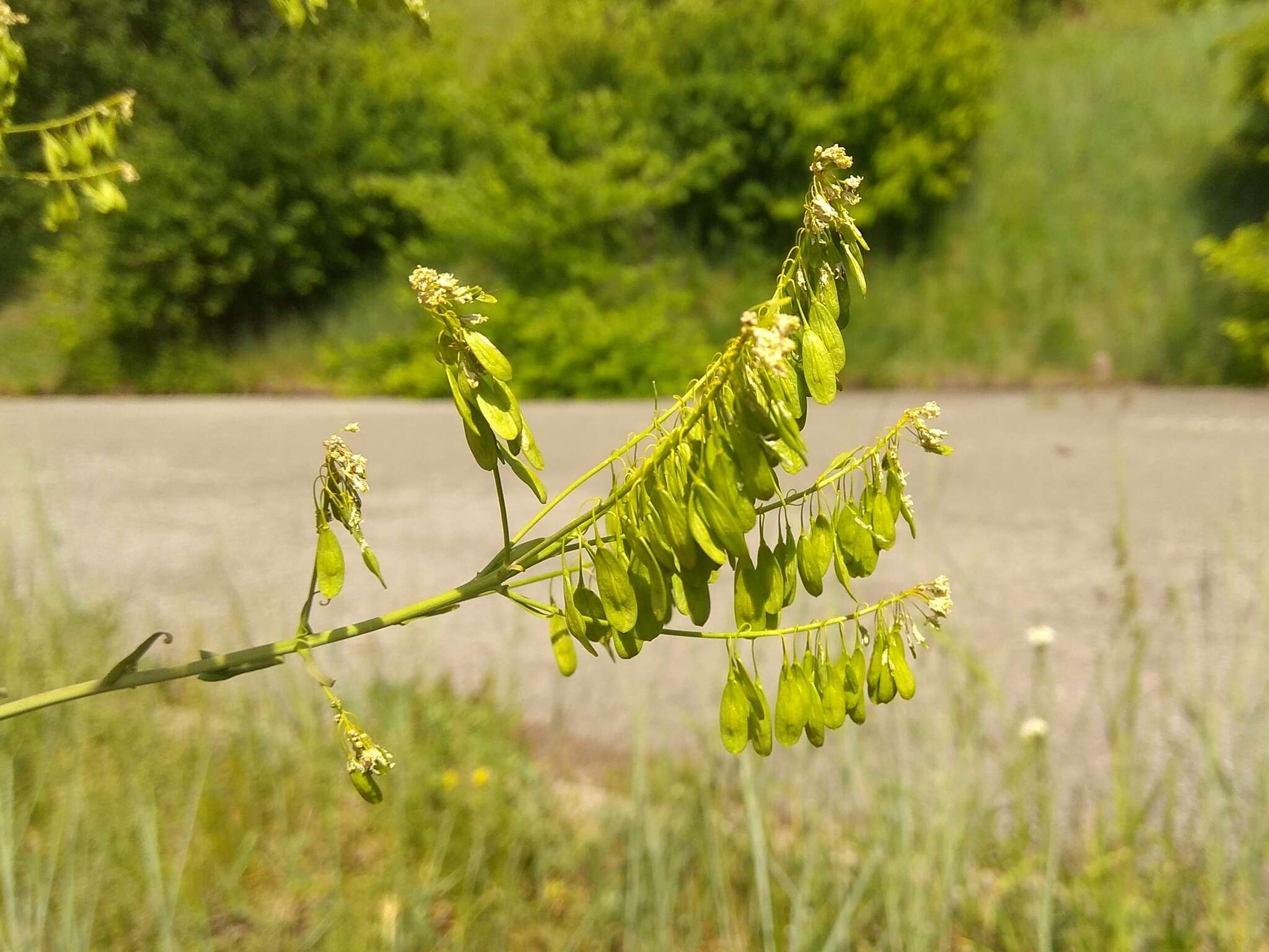 Image of Isatis costata C. A. Mey.