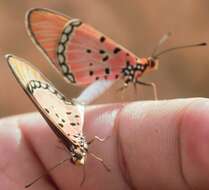 Acraea stenobea Wallengren 1860 resmi