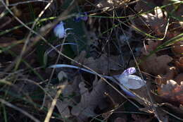 Image of Crocus weldenii Hoppe & Fürnr.