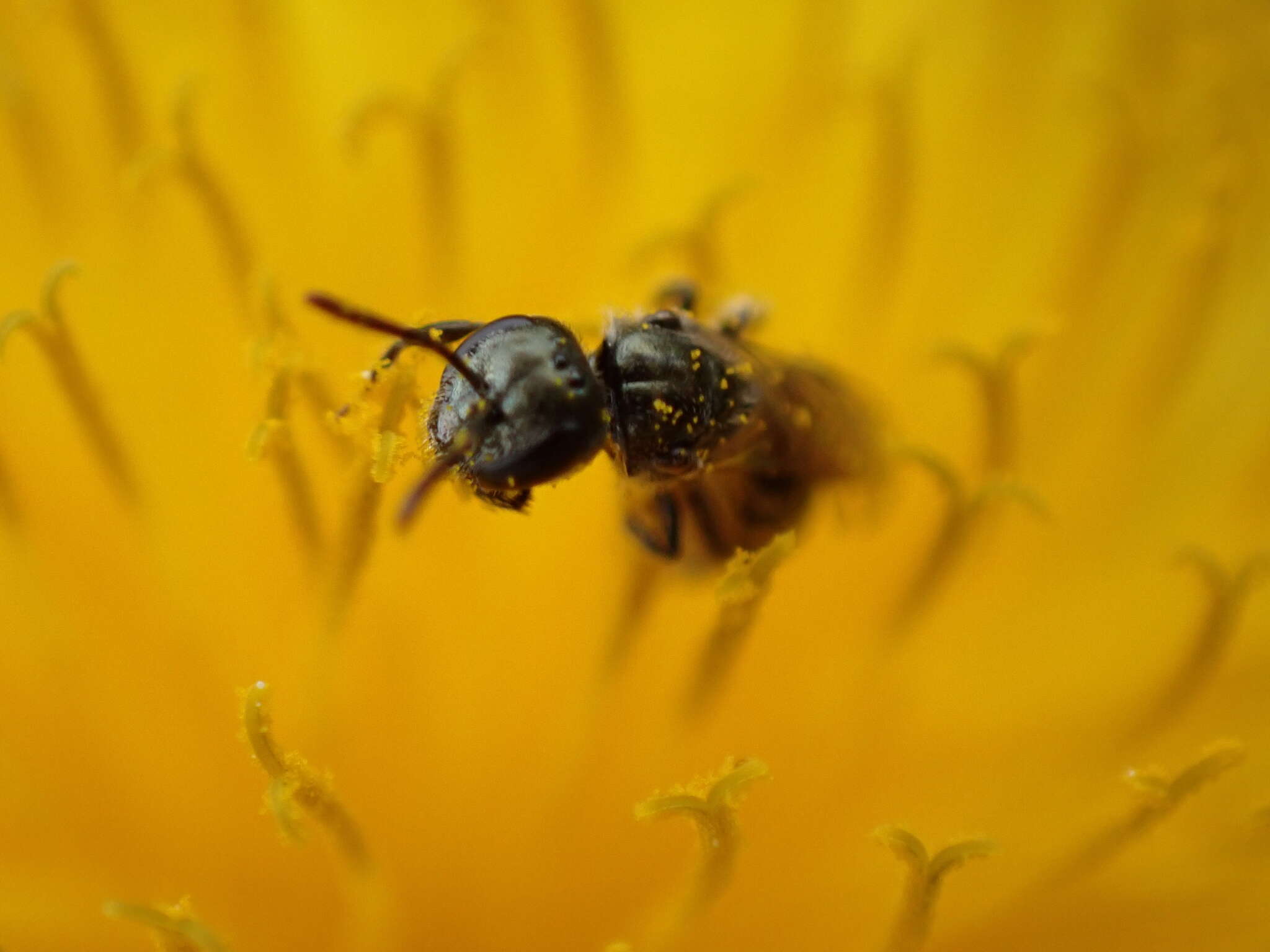 Image of Lasioglossum imitatum (Walker 1986)