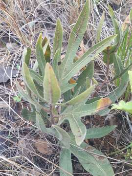 Imagem de Jatropha zeyheri Sond.