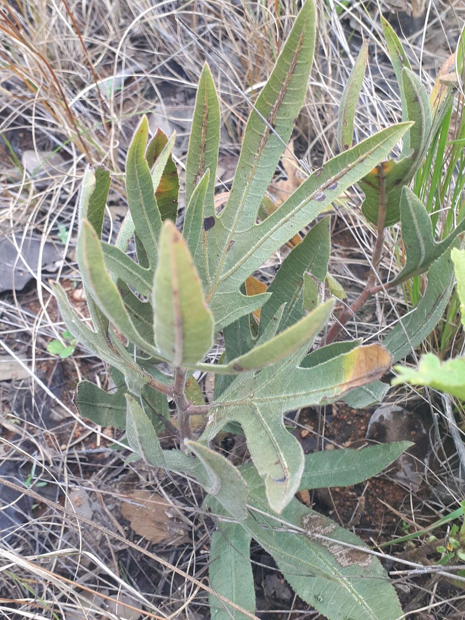 Image of Jatropha zeyheri Sond.