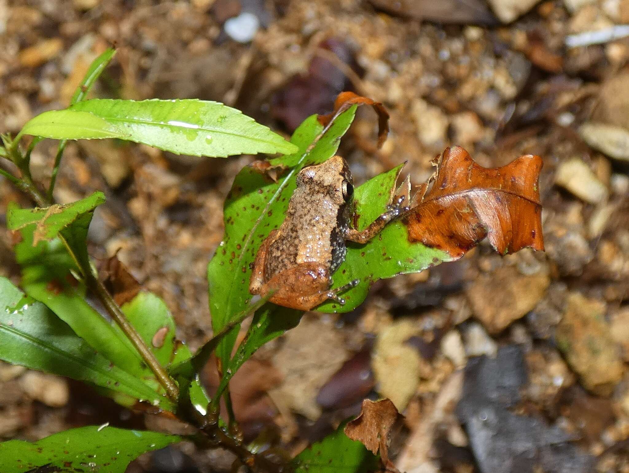 Image of Diasporus quidditus (Lynch 2001)