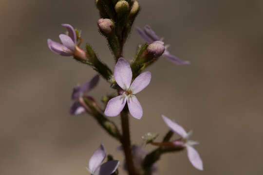 Image de Stylidium graminifolium Sw. ex Willd.